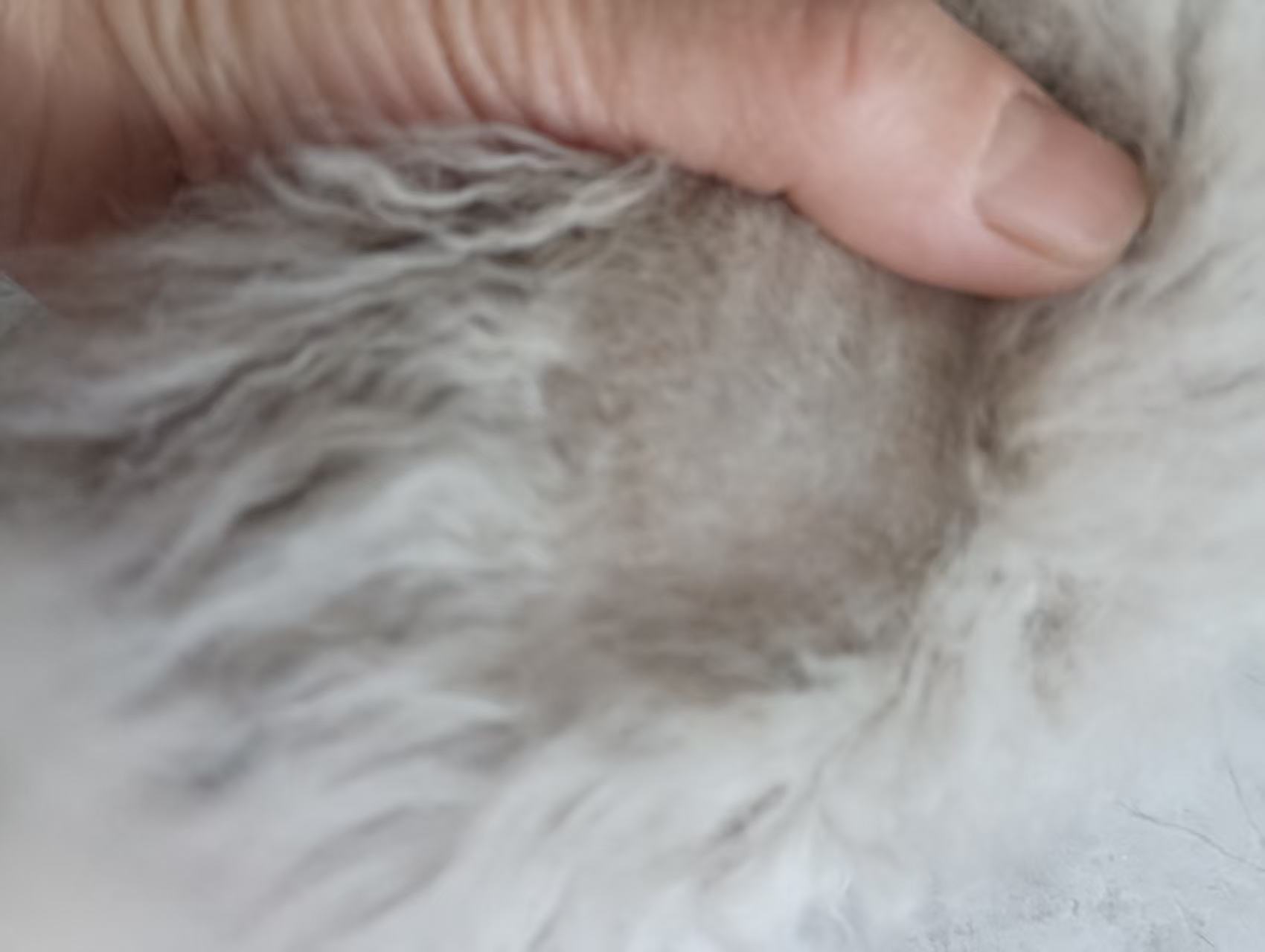 赛尔凯克卷毛猫 淡紫稀有色加白 曼基康矮脚猫 有块癣身上,已经长毛了